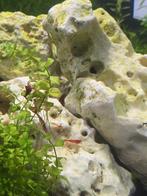 Rode garnalen, Dieren en Toebehoren, Vissen | Aquariumvissen, Kreeft, Krab of Garnaal
