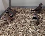 Diamantvinken man en pop, Meerdere dieren, Tropenvogel