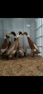 Broedeieren Indische loopeend, reebond, Dieren en Toebehoren, Ophalen of Verzenden, Nieuw, Overige typen