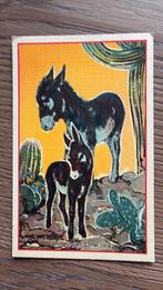 Jenney en kleine Jack. Ezels en cactussen, Ophalen of Verzenden, 1920 tot 1940, Ongelopen