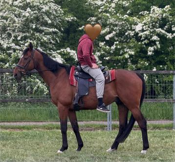 De liefste en braafste 15 jarige ruin  beschikbaar voor biedingen