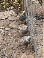 Trio Blauwschubkwartels 2025, Meerdere dieren, Kip