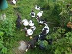 Muskus eenden, Dieren en Toebehoren, Pluimvee, Meerdere dieren, Eend