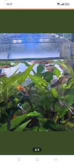 Baby guppen 0.40 cent per guppy volwassenen endler guppen 2€, Dieren en Toebehoren, Vissen | Aquariumvissen, Vis