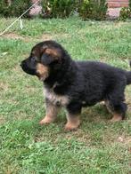 Duitse herder pups (stamboom)., Dieren en Toebehoren, Honden | Herdershonden en Veedrijvers, 8 tot 15 weken, Meerdere, Herder