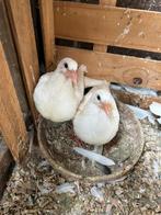 Jonge witte postduiven te koop, Dieren en Toebehoren, Meerdere dieren, Postduif
