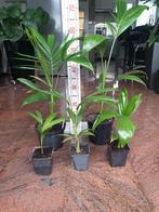 Palmen (Archontophoenix ), Ophalen of Verzenden, Zomer, Overige soorten, Volle zon