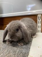 Lief nhd rammetje, Dieren en Toebehoren, Konijnen, Mannelijk, Dwerg