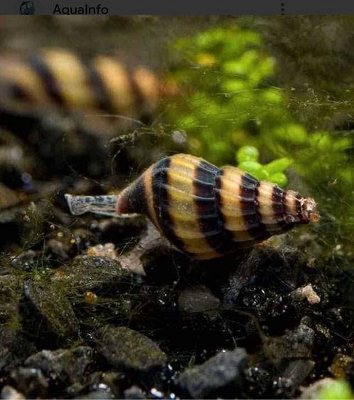Helenaslakken, Dieren en Toebehoren, Vissen | Aquariumvissen, Vis