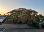 Ter overname Albizia, Tuin en Terras, Planten | Bomen, Ophalen, Zomer, Volle zon, 400 cm of meer