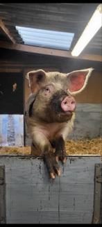 Bonte bentheimer dekbeer, Dieren en Toebehoren, Mannelijk, Varken, 3 tot 5 jaar