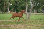 Welsh Partbred hengstveulen, fokmerrie en 1 jarige hengst., Dieren en Toebehoren, Pony's, Gechipt, Niet van toepassing, 0 tot 2 jaar