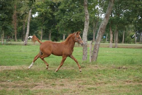 Welsh Partbred hengstveulen, fokmerrie en 1 jarige hengst., Dieren en Toebehoren, Pony's, Meerdere dieren, Niet van toepassing