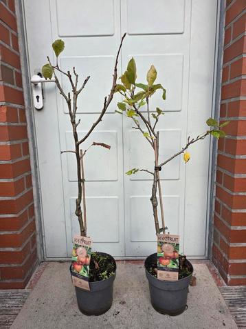 Appelboom Elstar - Fruitboom 100-110cm beschikbaar voor biedingen