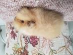 Cavias, Dieren en Toebehoren, Knaagdieren, Juni, Mannelijk, Cavia