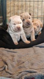 Sharpei pups, Overige rassen, Meerdere, Meerdere dieren, Nederland