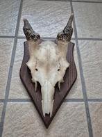 Damhert Gewei op eiken schild jacht verzamelaar landelijk, Verzamelen, Ophalen of Verzenden, Gebruikt, Hert, Gewei of Kop