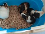 Jonge cavia beertjes klaar voor een nieuw huisje, Dieren en Toebehoren, Knaagdieren, September, Mannelijk, Cavia