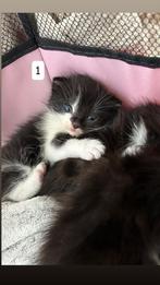 Kittens Ragdoll x Europese Korthaar, Dieren en Toebehoren, Poes, Ontwormd
