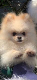 Pomeriaan, Dieren en Toebehoren, 15 weken tot 1 jaar, Reu, Eén hond, Nederland