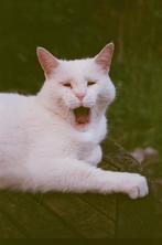 Lieve witte kat zoekt gouden mandje, Dieren en Toebehoren, Katten en Kittens | Overige Katten, Kater, Kortharig, 6 jaar of ouder