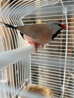 Spitsstaartamadine man spitsstaart, Dieren en Toebehoren, Vogels | Overige Vogels, Mannelijk