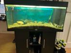 Gratis aquarium (200 liter) met meubel en vissen, Dieren en Toebehoren, Vissen | Aquaria en Toebehoren, Ophalen, Gebruikt, Gevuld zoetwateraquarium