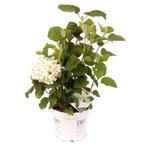 Hortensia | Hydrangea Annabelle Strong, Tuin en Terras, Ophalen of Verzenden, Zomer, Overige soorten, Halfschaduw