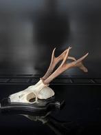 XXL Reebok gewei ree hert van 2025, Verzamelen, Ophalen of Verzenden, Nieuw, Hert, Gewei of Kop