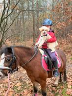 Verzorg pony aangeboden, Ophalen, Nieuw