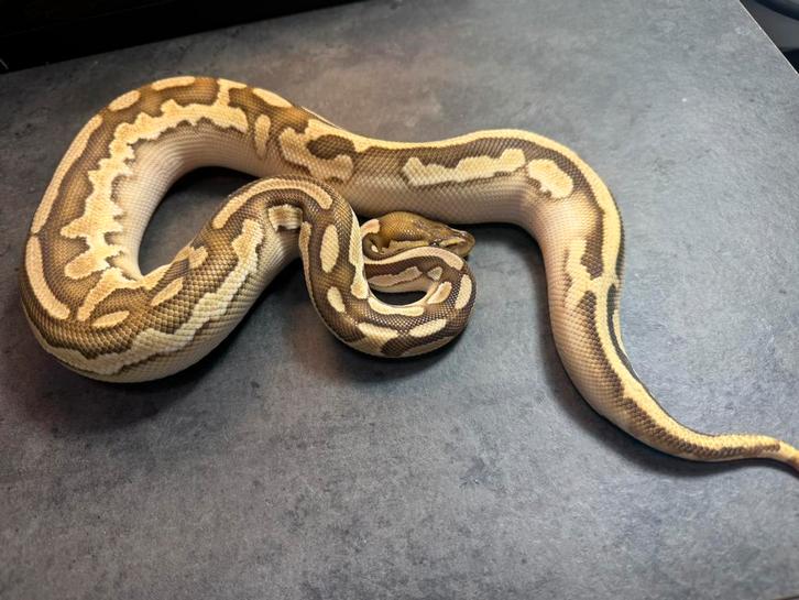 Koningspython 1.0 butter (pastel) het pied het hypo (ghost) Ball Python - male for sale from stamkot