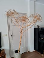 Gedroogde Berenklauw - Decoratie, Ophalen, Gebruikt