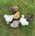 6 hennen Usa zijdehoen 🐥9wk geent . 💯% hen garantie✅, Vrouwelijk, Kip