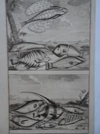 2 etsen tropische vissen nr 3 vliegende vis maanvis, 1724, Antiek en Kunst, Verzenden