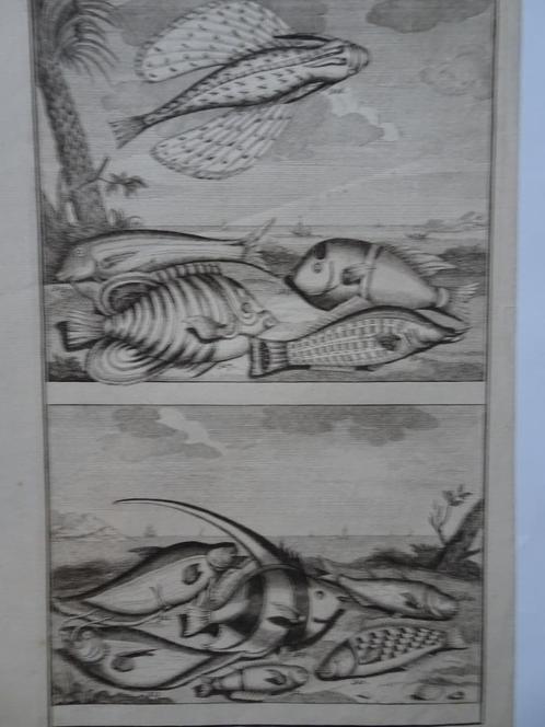 2 etsen tropische vissen nr 3 vliegende vis maanvis, 1724, Antiek en Kunst, Kunst | Etsen en Gravures, Verzenden