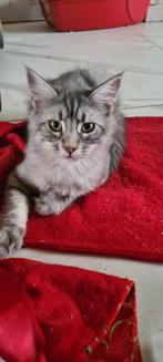 Prachtige mainecoon KATERTJES, Dieren en Toebehoren, Katten en Kittens | Raskatten | Langhaar, Meerdere dieren, Ontwormd