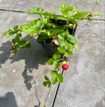 Sieraardbeien, schijnaardbei, vaste plant, Ophalen of Verzenden, Zomer, Bodembedekkers, Volle zon