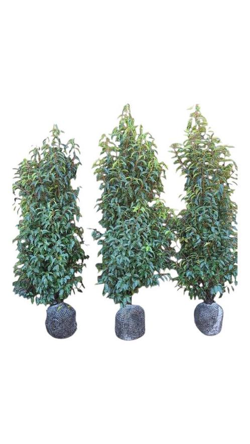 Portugese laurier kluiten in verschillende maten, Tuin en Terras, Planten | Struiken en Hagen, Laurier, Minder dan 100 cm, Ophalen of Verzenden