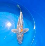 (2) Koi / Koi karper -  Kikokuryu 49 cm. Hoge kwaliteit!, Karper of Koi