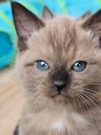 5 Ragdolls kittens zoeken gouden mandje, Dieren en Toebehoren, Katten en Kittens | Raskatten | Langhaar, Poes, Gechipt, 0 tot 2 jaar