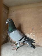 Mooie late doffer vorig jaar, Dieren en Toebehoren, Vogels | Duiven, Mannelijk, Kropper