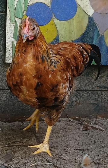 Mooie grote jonge Haan / 4 maanden oud beschikbaar voor biedingen