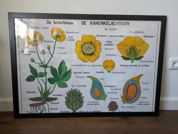 Oude schoolplaat boterbloem planten flora beschikbaar voor biedingen