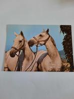 paar paarden kaart Poppverlag, Ophalen, 1980 tot heden, Ongelopen, Paard