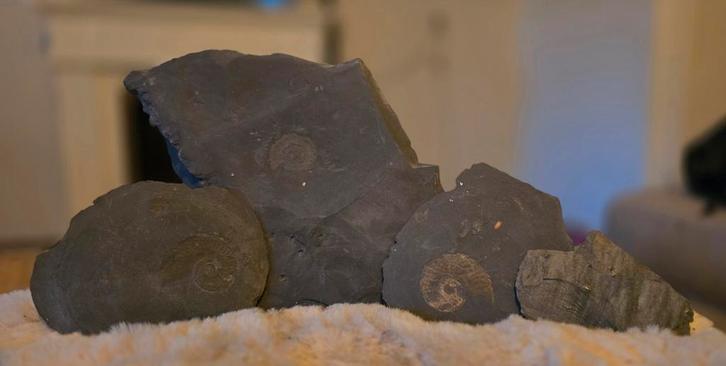 Ammoniet Fossielen uit Holzmaden, Duitsland, Verzamelen, Mineralen en Fossielen, Fossiel, Ophalen of Verzenden