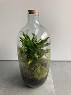 Plantenterrarium - glazen pot met kurk, Ophalen, Volledige schaduw, Overige soorten, In pot