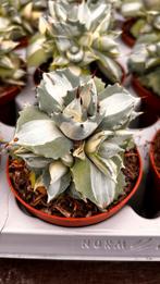 Agave potatorum 'Ohio Raijin Variegata', Volle zon, Vaste plant, Bloeit niet, Ophalen