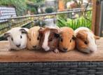 Jonge cavia's erg lief en kinderen gewend, Dieren en Toebehoren, Knaagdieren, Cavia, Meerdere dieren, Tam, Oktober