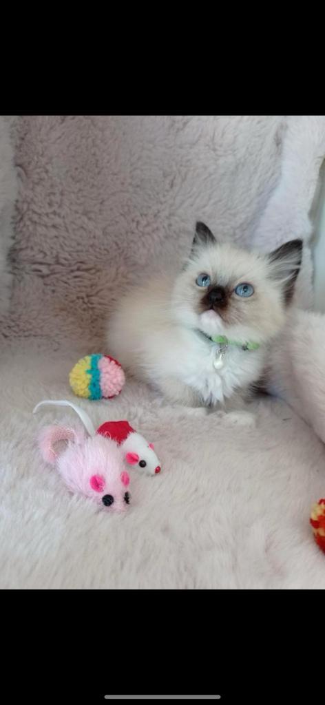 Ragdoll kitten te koop, Dieren en Toebehoren, Katten en Kittens | Raskatten | Langhaar, Kater, 0 tot 2 jaar, Gechipt, Ontwormd