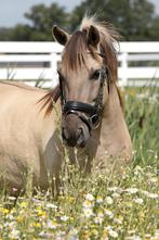 Leuke 9 jarige konik x fjord, Dieren en Toebehoren, Pony's, Gechipt, B, Ruin, C pony (1.27m tot 1.37m)
